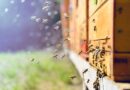 Società: il senso delle api