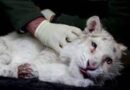 Il cucciolo di tigre buttato nella spazzatura: lo zoo di Atene lotta per salvarlo