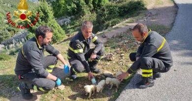 Cuccioli abbandonati dentro bustone salvati dai vigili del fuoco