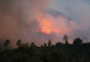 VIDEO – Maxi incendi in Turchia, centinaia di cani salvati dalle fiamme